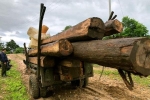 Gia Lai: Phát hiện âm tặc dùng xe độ chế chở gỗ lậu