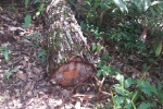 Gia Lai: Phát hiện nhiều cây gỗ quý bị triệt hạ tại rừng phòng hộ Chư Mố