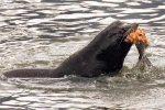 Mỹ cho phép giết hơn 700 con sư tử biển để giải cứu cá hồi