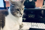 Chuyện về chú mèo thích viết blog