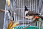 Thái Nguyên: Cụ ông trộm chim quý bị camera an ninh phát hiện
