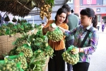 Mở lối ra cho trái nhãn Việt
