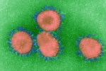 Virus lây nhiễm gấp 10 lần chủng ở Vũ Hán phát tán mạnh tại châu Á