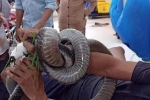 Diễn biến sức khoẻ của người đem cả con rắn hổ mang cắn mình đến bệnh viện