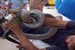Vì sao người đàn ông đem rắn hổ mang cắn mình đến bệnh viện?