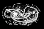 Xác ướp rắn hổ mang hơn 1.000 năm tuổi
