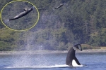 Cá voi sát thủ hất văng hải cẩu lên cao 15 m