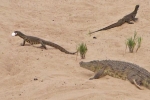 Video: Cặp kỳ đà dàn trận cướp trứng cá sấu vừa đẻ
