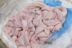 24 tấn lòng lợn nhiễm dịch tả châu Phi suýt tuồn ra thị trường