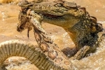 Cá sấu non lạnh lùng đoạt mạng rắn lớn
