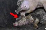 Sự thật tàn khốc bên trong trang trại lợn được gắn mác an toàn và thân thiện khi các con vật phải ăn thịt đồng loại để sinh tồn