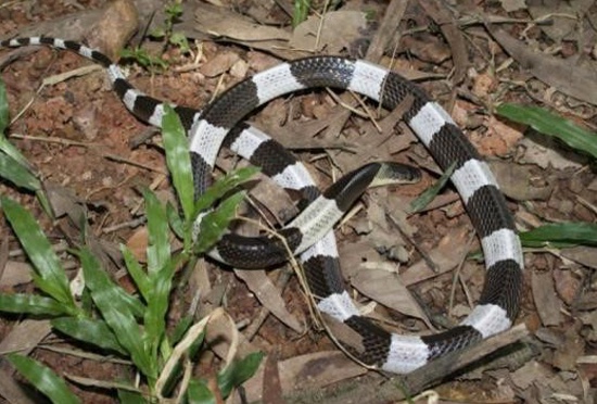 Hình ảnh rắn cặp nia đầy uyển chuyển và ngoạn mục sẽ khiến bạn không muốn bỏ lỡ. Hãy chiêm ngưỡng khả năng sử dụng độc đáo của chúng trong tự vệ và săn mồi.