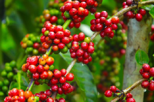 Giá cà phê hôm nay 26/8: Đồng loạt tăng 200-300 đồng/kg, gần chạm mốc 34.000 đồng/kg