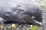18 cá voi đầu dưa chết ở bờ biển Mauritius