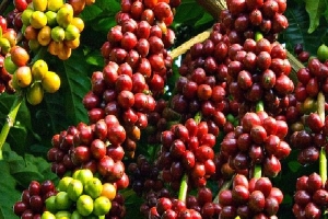Giá cà phê hôm nay 28/8: Giảm mạnh 300-500 đồng/kg theo giá cà phê Robusta sàn London