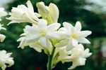6 loại hoa dùng để cúng ngày lễ Vu lan