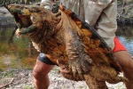 Bắt được rùa cá sấu nặng hàng chục kg tại Mỹ