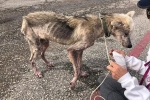 Bị chủ hành hạ bỏ cho chết đói, chú chó husky da bọc xương được cứu sống và 'lột xác' ngoạn mục sau một thời gian ngắn