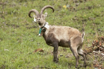 Dê rừng ibex hồi sinh tại Pháp