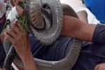 Nọc độc rắn hổ mang chúa 4,6 kg ở núi Bà Đen 'biến mất' khỏi người nạn nhân cách nào?