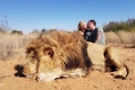 Sư tử Nam Phi bị xẻ thịt lấy xương vì nhu cầu từ TQ