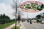 Đàn sâu to bằng ngón tay bò lúc nhúc, ăn trụi lá hàng loạt cây xanh trên đường nội đô đẹp nhất Sài Gòn