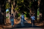 'Hàng thông trăm tuổi' nằm trong đường chạy Giải Việt dã Báo Tiền Phong