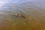 TP.HCM: Cảnh báo cá sấu xuất hiện trên sông Sài Gòn