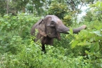 Clip: Dính đòn hiểm, voi rừng vội vàng tháo chạy sau hàng giờ giao chiến