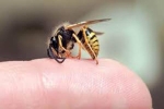 'Thầy lang' chữa bệnh bằng cách cho ong mật đốt làm chết người