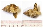 Phát hiện độc tố cực nguy hiểm trong loài ốc biển khiến một người tử vong ở Khánh Hoà
