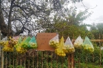 Những túi ổi 'miễn phí' treo trước cổng nhà ở Đà Lạt đốn tim du khách lẫn dân mạng