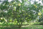 Hơn 80 nghìn héc ta cây ăn quả ở ĐBSCL khả năng bị ảnh hưởng do hạn, mặn