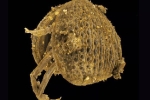 Tìm thấy 'cụ' tinh trùng già nhất quả đất được bảo quản tươi rói trong khối hổ phách 100 triệu năm tuổi
