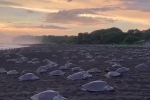 Clip: Hàng trăm con rùa đẻ trứng tạo ra quang cảnh đáng kinh ngạc