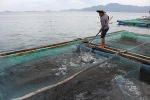 Cá bớp chết ở Ninh Hòa do nhiễm khuẩn nặng