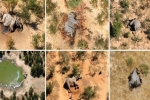 Phát hiện nguyên nhân hàng trăm con voi chết bí ẩn ở châu Phi
