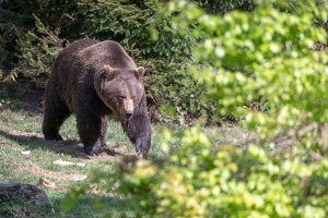 Gấu xám vồ chết thợ săn tại công viên quốc gia Mỹ
