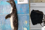 Mổ bụng xác chim cánh cụt dạt bờ, phát hiện nguyên nhân cái chết đau lòng