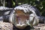 Video: Cá sấu há miệng bất động hàng giờ dưới nước dụ con mồi vào miệng