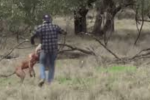 Clip: Người đàn ông đấm thẳng mặt kangaroo, giải cứu chó cưng đang bị kẹp cổ