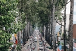 Sau vụ cây xanh bật gốc đè chết người: Vẫn còn nhiều cây đã già cỗi có rễ lộ thiên, nhánh vươn ra mặt đường ở Sài Gòn