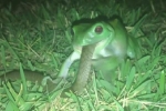 Clip: Rùng mình cảnh ếch xanh nuốt sống rắn trong đêm