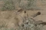 Video: Lọt vào vòng vây của đàn sư tử, trâu rừng bỏ mạng dưới nanh vuốt của kẻ săn mồi