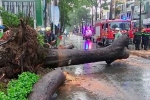 Xâm hại cây xanh tràn lan: Từ rủi ro tiềm ẩn đến tai nạn chết người