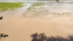 Tánh Linh: Trên 200 ha lúa mùa bị ngập do mưa lớn