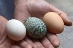 Kỳ lạ: Gà đẻ trứng màu xanh lá cây, có đốm hiếm gặp