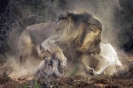 Lợn rừng kịch chiến đôi sư tử: Kết không như phim