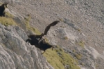 Clip: Chơi lớn săn dê núi, đại bàng bị hành cho 'thừa sống thiếu chết'