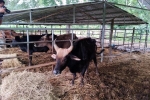 Đàn bò tót lai quý hiếm suy kiệt: Gấp rút chuyển về Vườn quốc gia